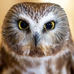 Supper and Saw-whets at the Beaverhill Bird Observatory (2026)