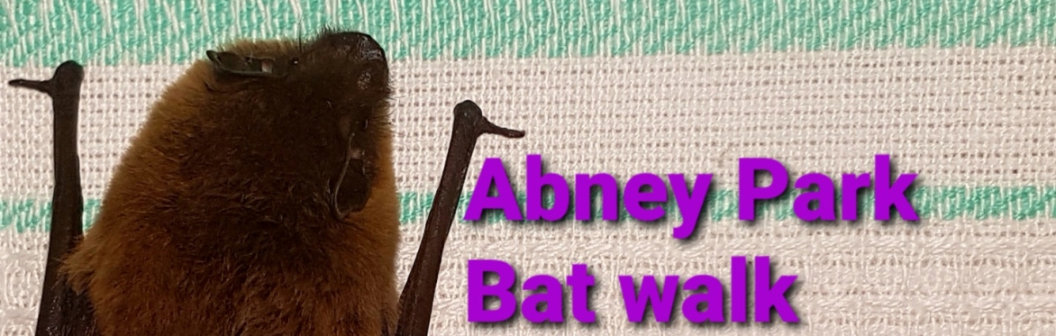 After Dark Bat Walk