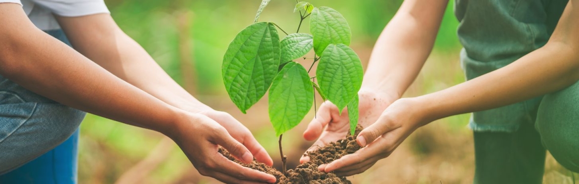Tree planting event