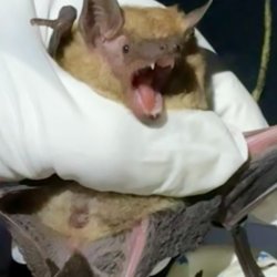 A Springfield Bat tagged at Springfield Farm.