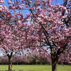 BMHC Qur'anic Blossoms Summer Classes