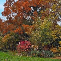 Autumn colours emerging in the gardens