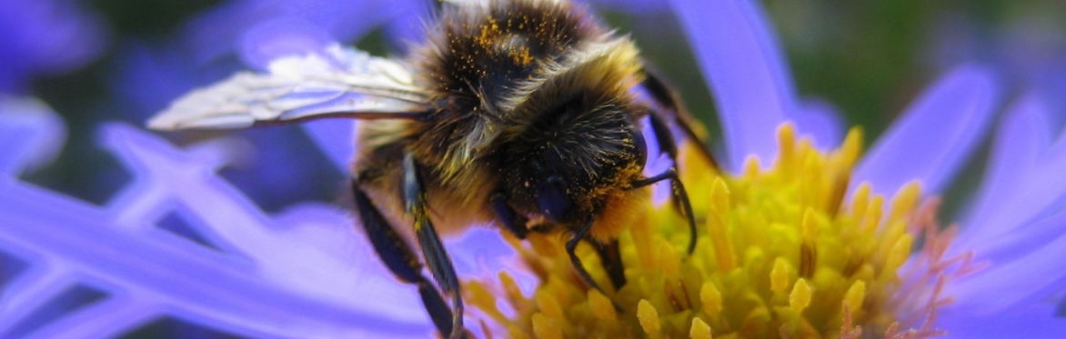 Pollinator Quest at West Dean Gardens
