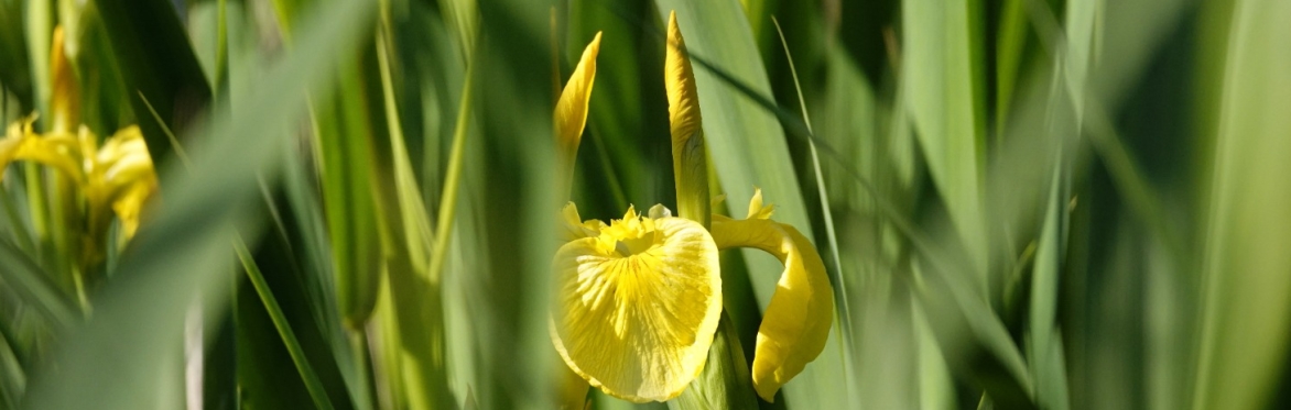The image is of the Yellow Flag Iris (Iris pseudacorus). There are bright yellow open flowers and tightly furled flower buds in amongst strappy green leaves.