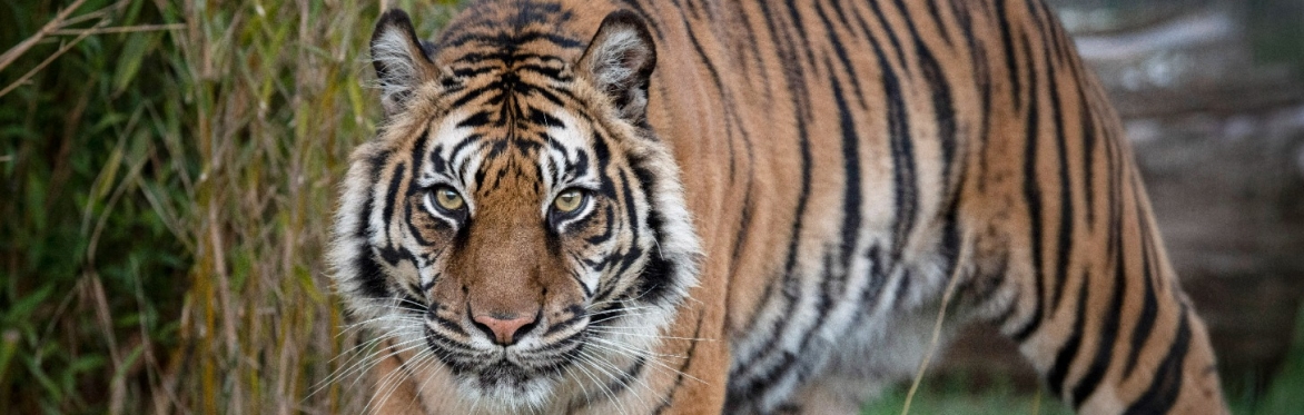 Conservation Conversation -  Sumatran Tigers with Giles Clark and guests