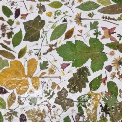 Central Park Nature Craft Session