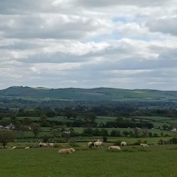 Walking and Talking Trees and Hedges: Transforming Cowhill Estate
