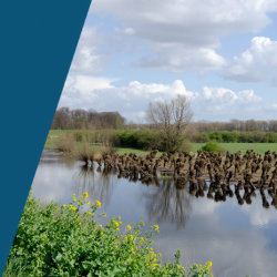 Landschaplezing: Griendhout: een levend landschap vol mogelijkheden