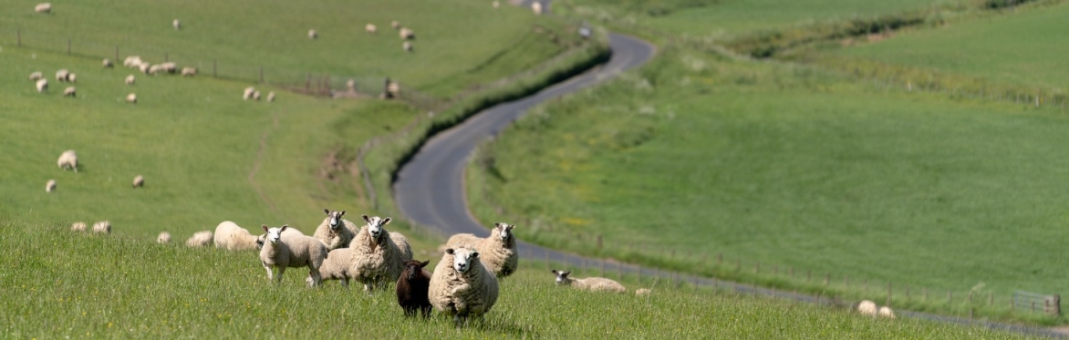 Your farm's future: Trees an option and opportunity? Why and how they can benefit your business