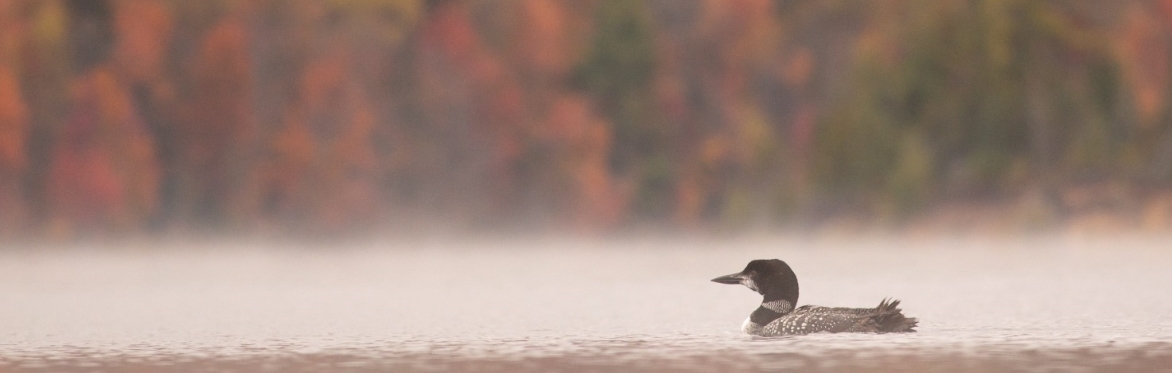 Birding: Looking at Nature Walk | Hudson River Valley Ramble