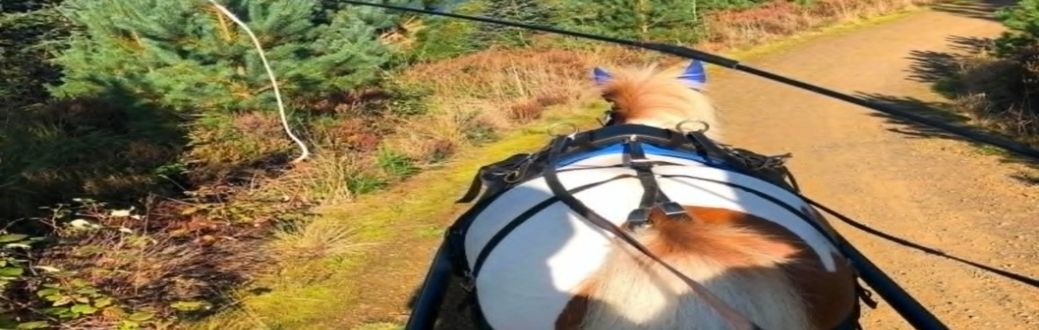 BHS North - Kielder Carriage Drive