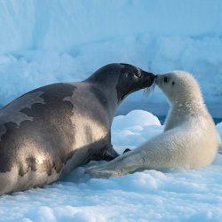 Arctic: Our Frozen Planet