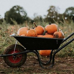 Bostin Pumpkins