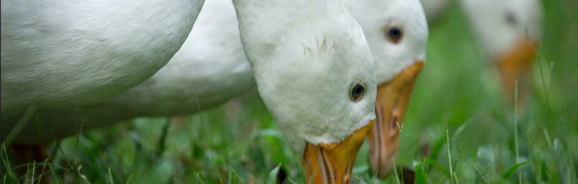 Gänsebuffet