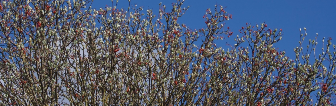 Our Place Walkshop - Acomb's Hidden History: Westfield & Chapelfields