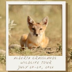 Swift Fox & Grassland Wildlife Tour