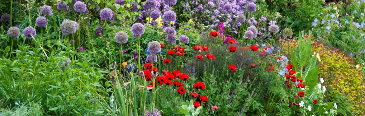 Planning and preparing your border for spring and summer
