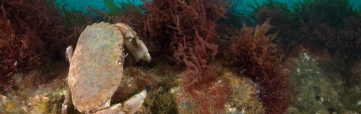 Crab on underwater chalk reef at Cromer