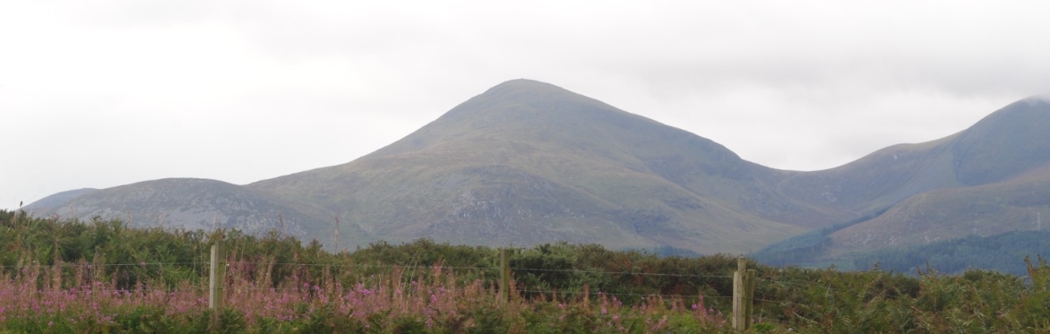 Botanical Skills NI: Exploring Sand Dune Botany at Murlough NR