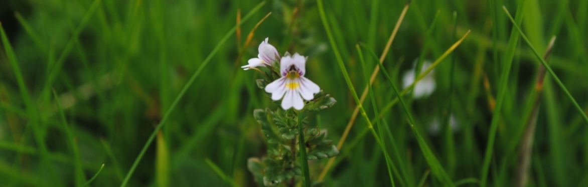 Botanical Skills NI: Outdoor Recording Session on Eyebright (Euphrasia) Field Identification