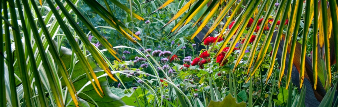 Gardening with subtropical plants