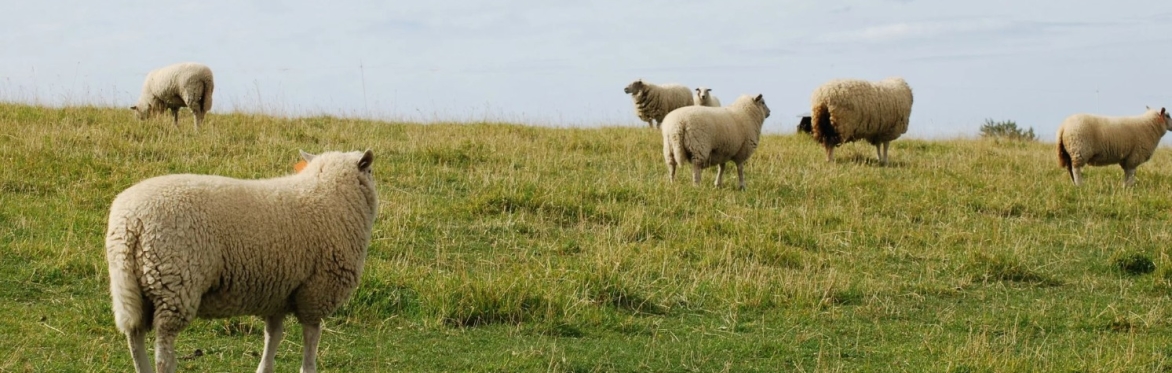 Windy N Ranch- Sustainable livestock production on organic pastures