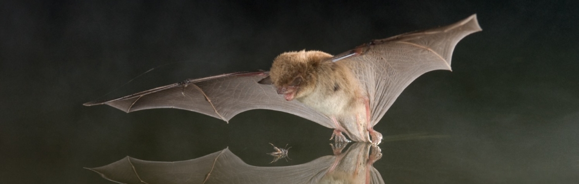 Bat Detector and Survey Training Course