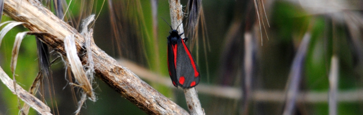 Cinnabar Moth on a twig Image © Amy Lewis
