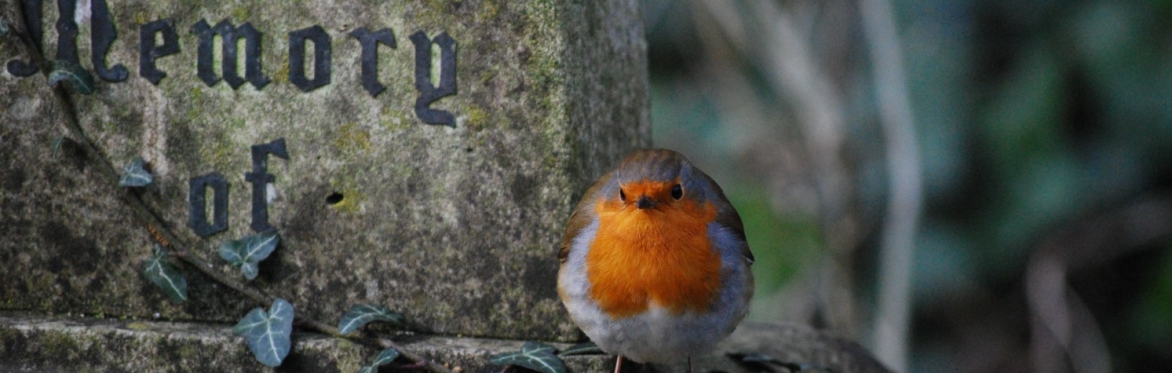 Morning Bird Walk