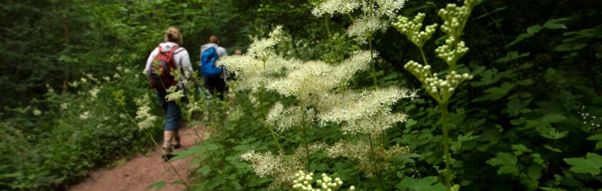 Guided Walk: Explore Plant Folklore
