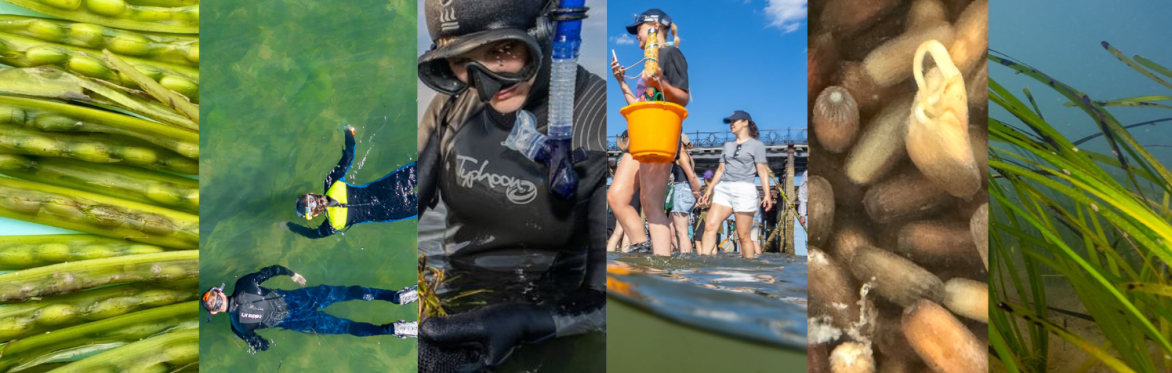 Photos showing the process of seed collection by volunteers and Project Seagrass staff and planting meadows.
