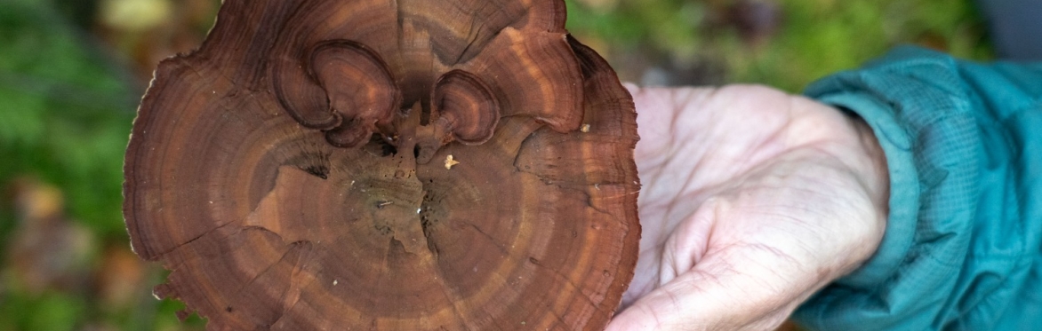 17 September 2024: Cample Fungi Foray with Mark Williams (Galloway Wild Foods) + Foraged Nibbles