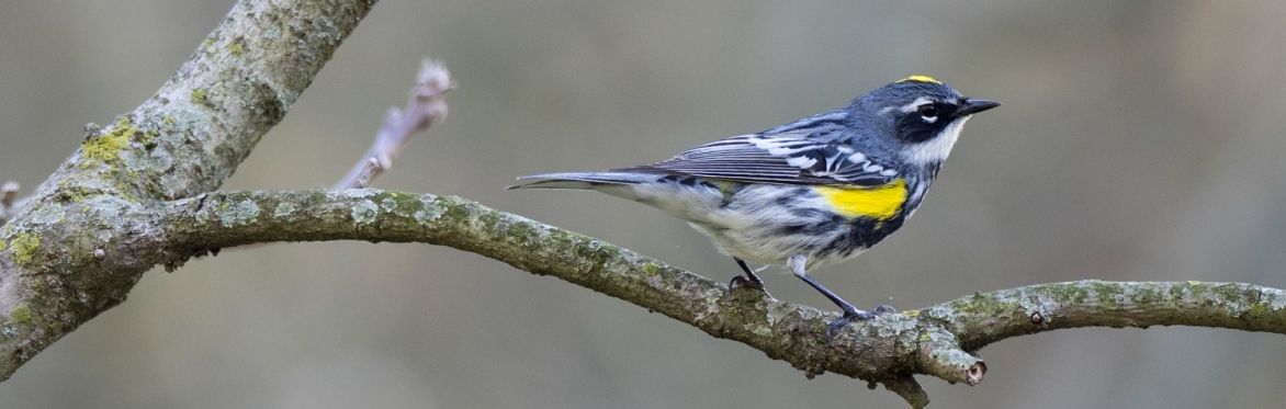 A yellow-rumped warbler sitting on a branch.