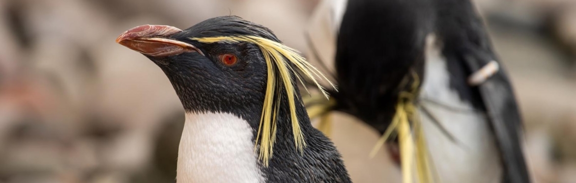 Zoofari Tours: Penguins and Pride