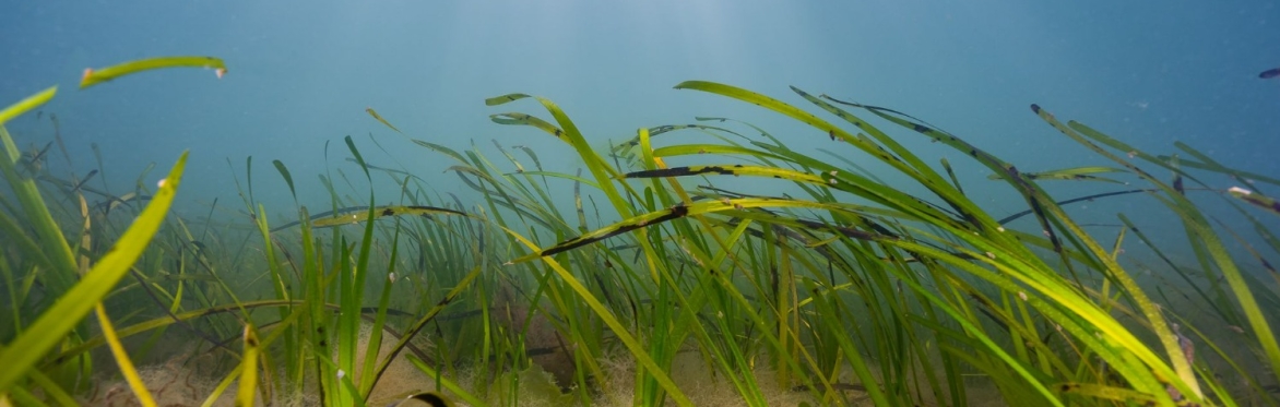 Project Seagrass Fragment Planting Walks