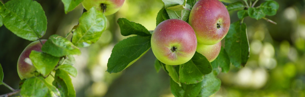 Learn How to Set Up Your Own Community Orchard Workshop