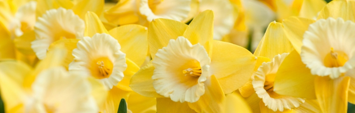 yellow daffodils