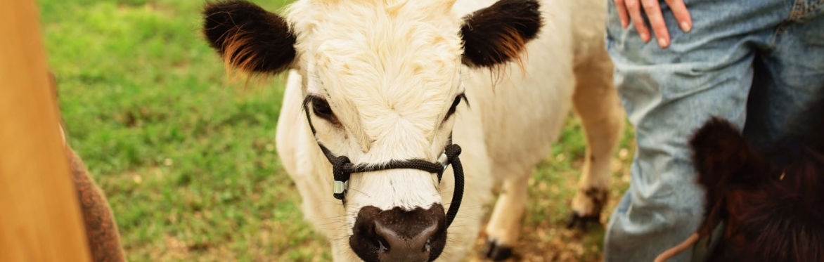 Fall on the Farm Festival with Petals at Gertz Farm