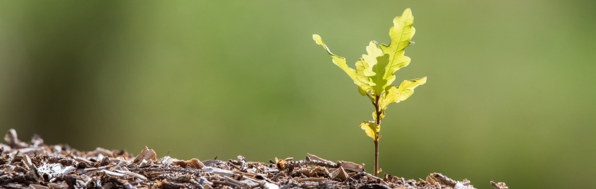Get Sowing - An Introduction to Growing Trees from Seed and the Wonderful World of Community Tree Nurseries