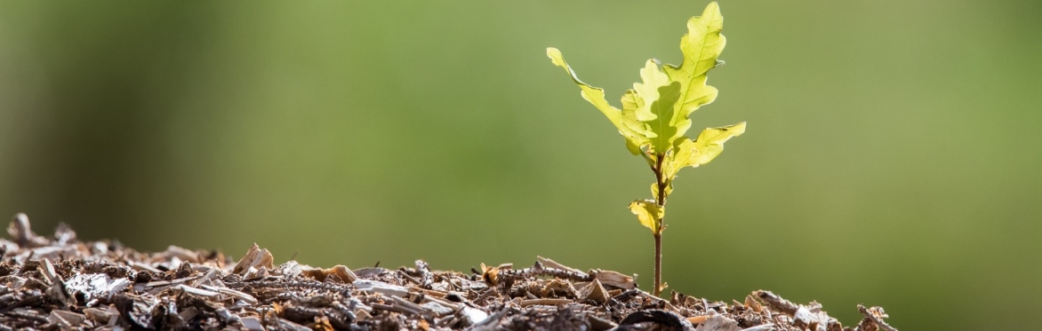 Growing Up - Keeping your trees alive and well over the summer months