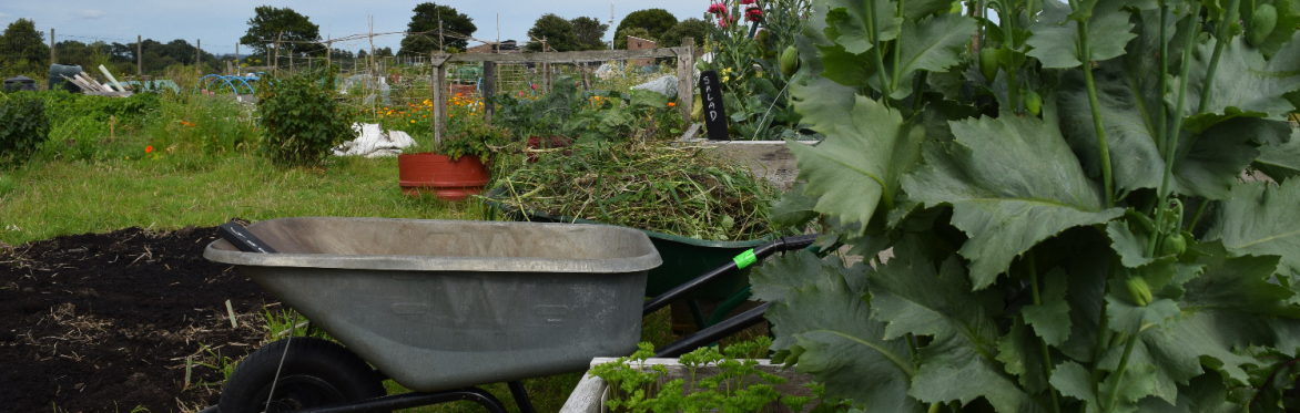 A photo of the community garden at Lauriston Farm, with a raised bed and a wheelbarrow in the foreground, and veg and flowers growing in it and beyond