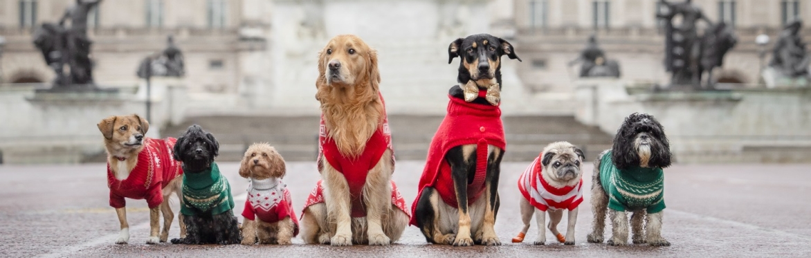 Rescue Dogs of London & Friends Christmas Jumper Parade Walk