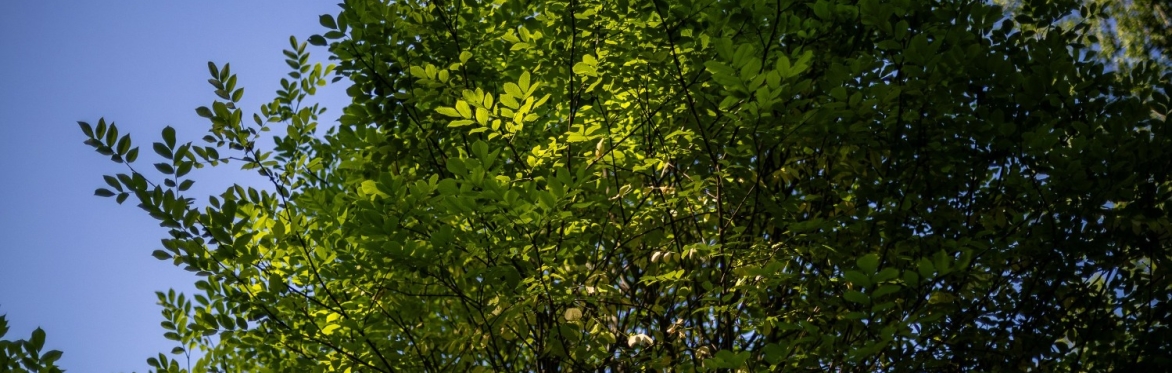Common Ground Series: Preparing the Forest Conservation Area