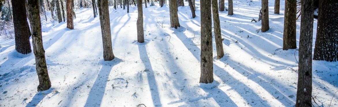 Winter Solstice Forest Bathing
