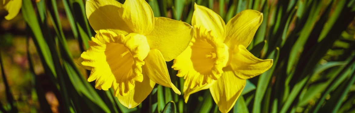 A picture of daffodils