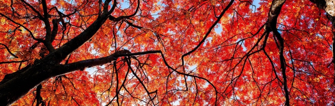 Autumn Gathering - Region 10 (Galway, Mayo, Roscommon)