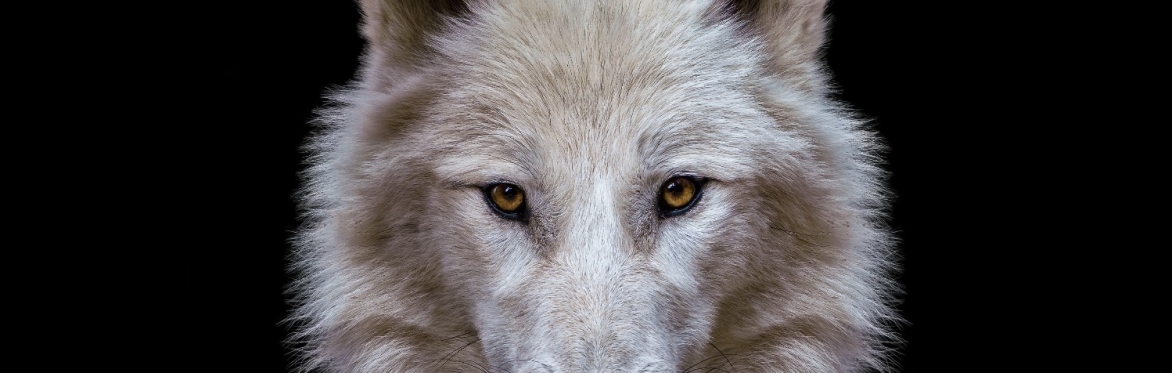 Way of the Wolf: Wolf Tracking and Storytelling Residential