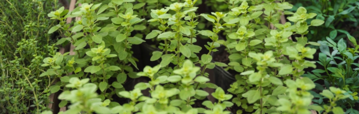 Plant & Bloom Activity ‘Father’s Day Edition’