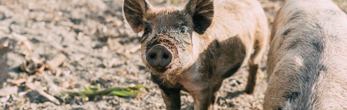 Spring Farm Hop & Farm Fest