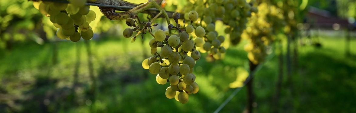 Wine & Dine 2027